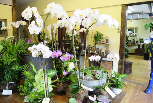 Florist «East Hampton Florist», reviews and photos, 69 N Main St, East Hampton, NY 11937, USA