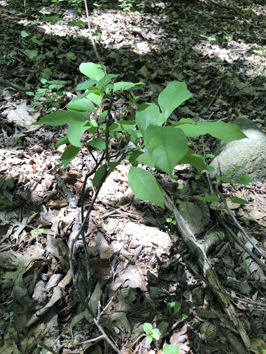 Nature Preserve «Lorrimer Sanctuary», reviews and photos, 790 Ewing Ave, Franklin Lakes, NJ 07417, USA