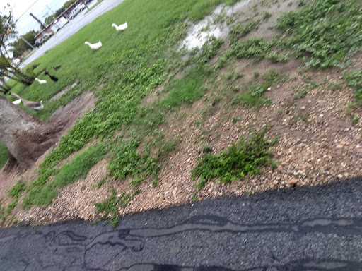 Park «Pendleton Park», reviews and photos, 1427 Morgan Blvd, Harlingen, TX 78550, USA