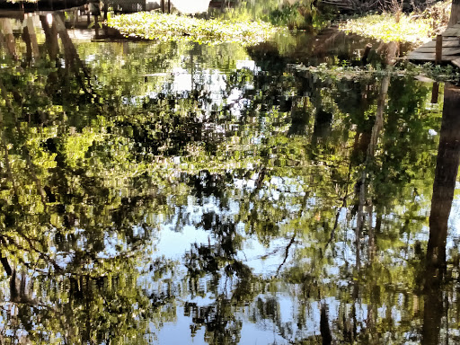 National Forest «Ocala National Forest», reviews and photos, FL-40, Silver Springs, FL 34488, USA