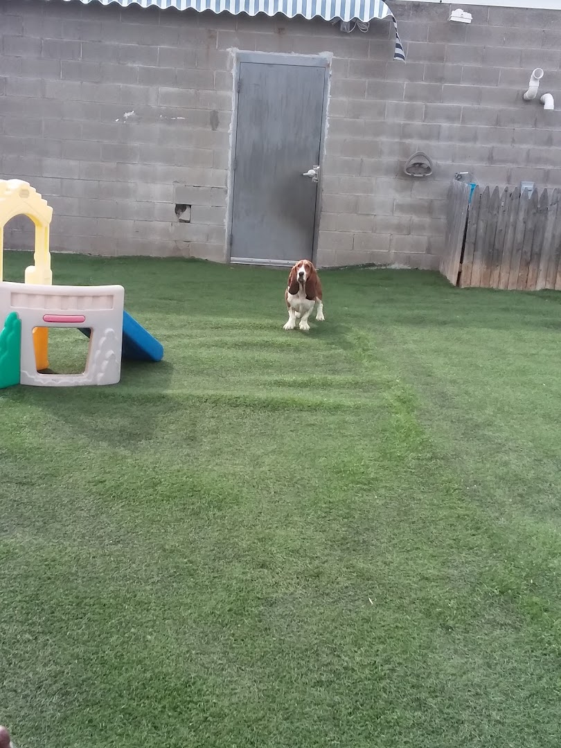 K-9 Funhouse Doggy Day Care & Grooming