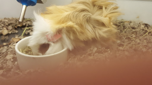 Pet Supply Store «Petco Animal Supplies», reviews and photos, 474 228th Ave NE, Sammamish, WA 98074, USA