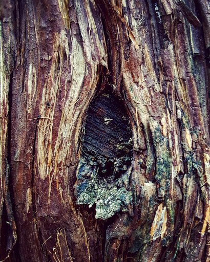 Nature Preserve «Oak Cliff Nature Preserve», reviews and photos, 2875 Pierce Street, Dallas, TX 75233, USA