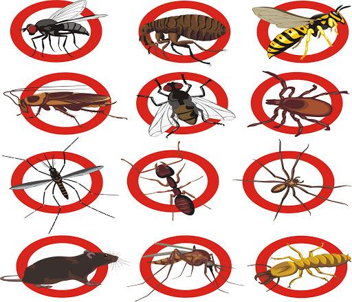 PEST CONTROL TERMITE COCKROACH RATS BEDBUGS MOSQUITO SERVICE DELHI NCR