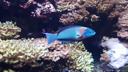 Gift Shop «Seattle Aquarium Gift Store», reviews and photos, 1483 Alaskan Way, Seattle, WA 98101, USA