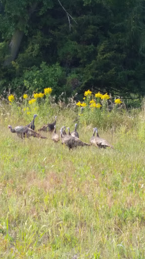 Golf Club «Cannon Golf Club», reviews and photos, 8606 295th St E, Cannon Falls, MN 55009, USA