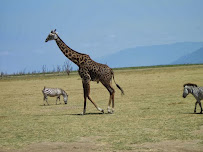 CR Surf Travel Company - Photo 4 - Car repair in Wilmington, NC, Wilmington