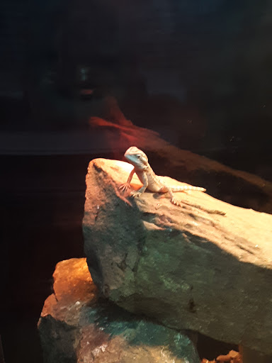 Pet Store «Gills And Thrills Pet Shop», reviews and photos, 204 E 8th St, Lockport, IL 60441, USA