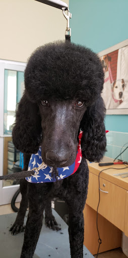 Pet Supply Store «Petco Animal Supplies», reviews and photos, 298 Spring Creek Drive, Franklin, TN 37067, USA