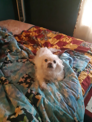 Toledo Humane Society Family Pet Clinic