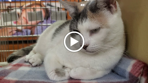 Pet Supply Store «PetSmart», reviews and photos, 3050 Middle Country Rd, Nesconset, NY 11767, USA