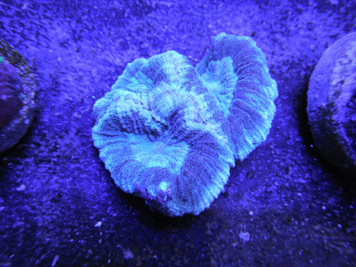 Tropical Fish Store «Reef Oasis», reviews and photos, 7669 Mentor Ave, Mentor, OH 44060, USA