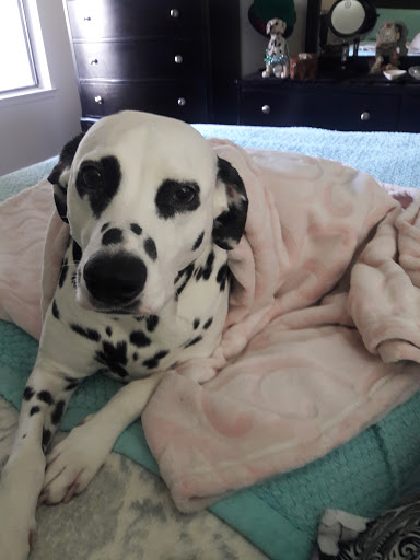 St. Marks Dog Resort image