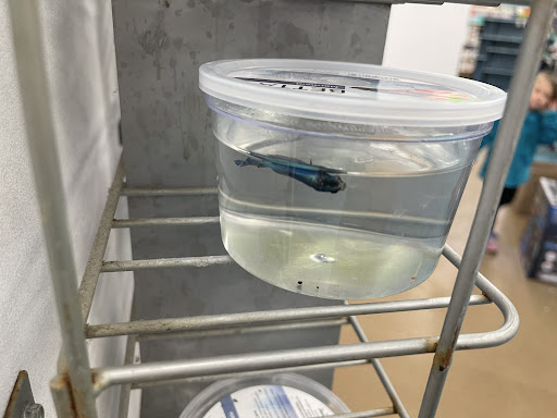 Pet Supply Store «Petco Animal Supplies», reviews and photos, 11331 W Broad St #151, Glen Allen, VA 23060, USA