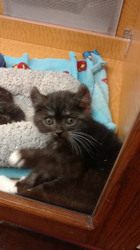 Pet Store «Animal Ark», reviews and photos, 175 S 500 E St, American Fork, UT 84003, USA