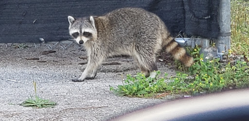 Auto Auction «Manheim Daytona Beach», reviews and photos, 1305 Indian Lake Rd, Daytona Beach, FL 32124, USA