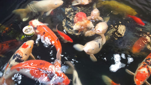 Pet Store «Pet Paradise Grooming», reviews and photos, 1115 Pueblo Blvd Way, Pueblo, CO 81005, USA