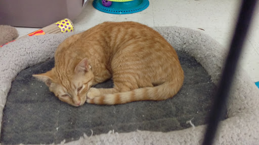 Pet Supply Store «Pet Supplies Plus», reviews and photos, 15034 San Pedro Ave Suite A, San Antonio, TX 78232, USA