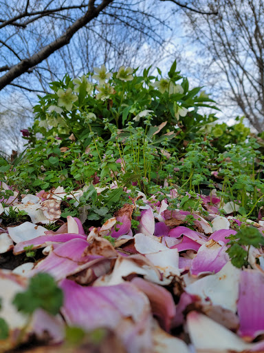 Park «Crispus Attucks Park», reviews and photos, 23 U St NW, Washington, DC 20001, USA