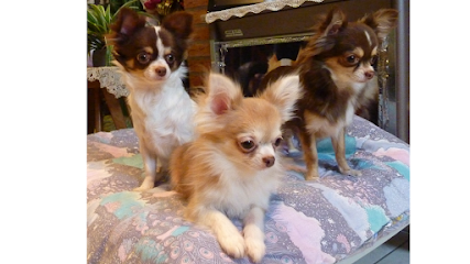 Chihuahuas of Tierras Calientes