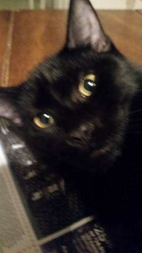 Pet Supply Store «Mini Pet Mart», reviews and photos, 1609 Virginia Ave, North Bend, OR 97459, USA