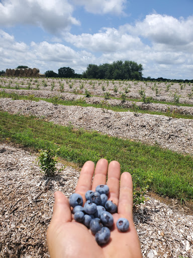 Missouri Berries - Strawberry and Blueberry Farm