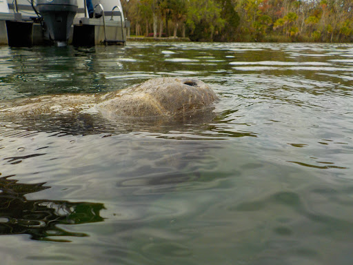 Tourist Attraction «Fun 2 Dive - Swim with Manatees», reviews and photos, 135 NE 3rd St, Crystal River, FL 34429, USA