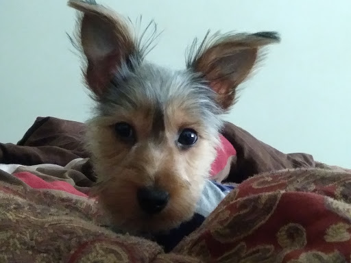 Pet Store «Animal House», reviews and photos, 7869 Hamilton Ave, Cincinnati, OH 45231, USA