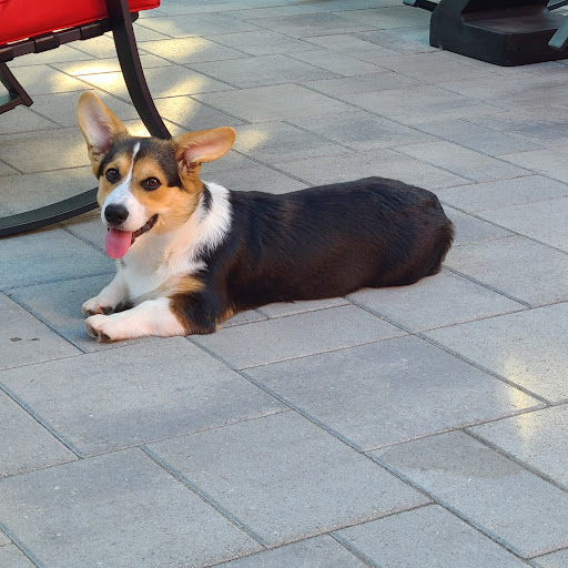 Pet Supply Store «Homegrown Pet Supply», reviews and photos, 6119 Old Redwood Hwy, Santa Rosa, CA 95403, USA