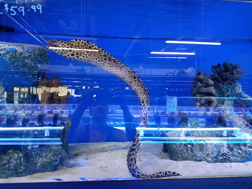 Pet Store «Tanks A Lot Aquariums», reviews and photos, 6680 Lantana Rd, Lake Worth, FL 33467, USA