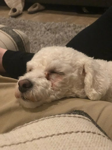 Pet Groomer «Purr-fect Pets Georgetown», reviews and photos, 1915 N Austin Ave, Georgetown, TX 78626, USA