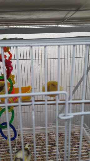 Pet Store «Fin-N-Feather», reviews and photos, 2931 F St, Eureka, CA 95501, USA