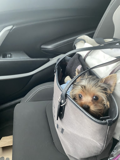 Pet Supply Store «Woof Woof Puppies & Boutique», reviews and photos, 29555 Northwestern Hwy, Southfield, MI 48034, USA