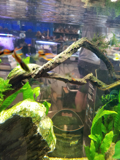 Tropical Fish Store «Aquatic Wildlife Co», reviews and photos, 70 Buckland Rd, South Windsor, CT 06074, USA