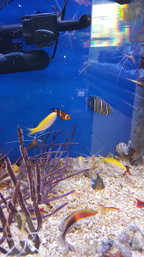 Tropical Fish Store «Stingray Bay», reviews and photos, 17800 E 9 Mile Rd, Eastpointe, MI 48021, USA
