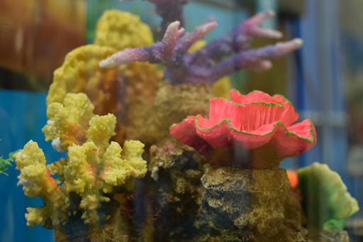 Pet Supply Store «PetSmart», reviews and photos, 889 NE 25th Ave, Hillsboro, OR 97124, USA