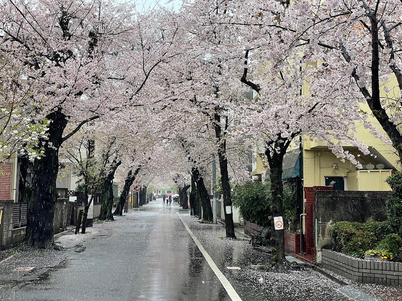 上北沢の桜並木