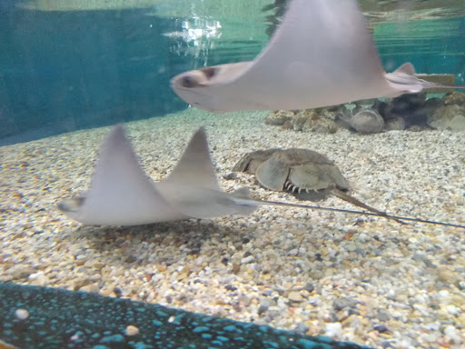 Educational Institution «Institute For Marine Mammal Studies», reviews and photos, 10801 Dolphin Ln, Gulfport, MS 39503, USA