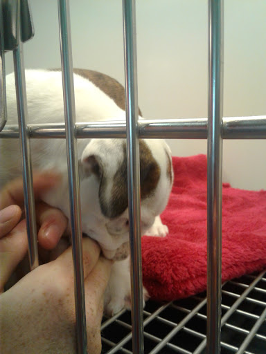 Pet Store «Pet Paradise Grooming», reviews and photos, 1115 Pueblo Blvd Way, Pueblo, CO 81005, USA