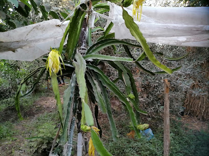 Elhenawy Garden