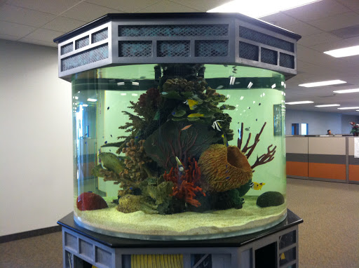 Aquarium Maintenance & Installation