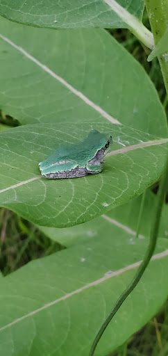 Nature Preserve «Scio Woods Preserve», reviews and photos, Scio Church Rd, Ann Arbor, MI 48103, USA