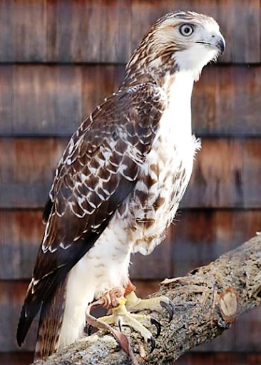 Educational Institution «The Audubon Society of Rhode Island Environmental Education Center», reviews and photos, 1401 Hope St, Bristol, RI 02809, USA