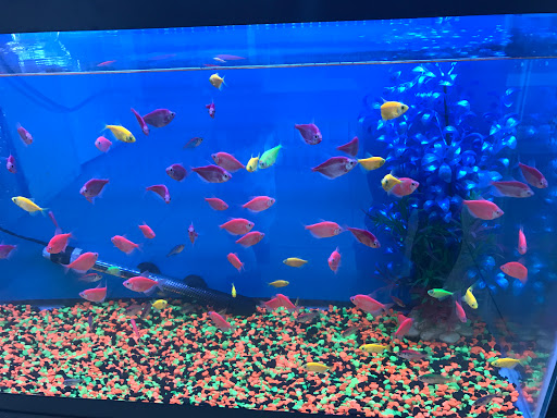 Aquarium «1st Class Aquarium», reviews and photos, 1167 Bay St, Staten Island, NY 10305, USA