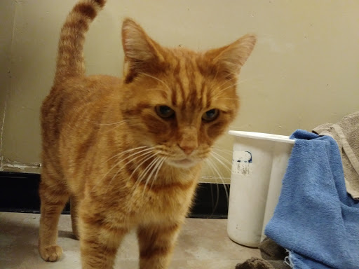 Pet Supply Store «PetSmart», reviews and photos, 1559 Merritt Blvd, Dundalk, MD 21222, USA