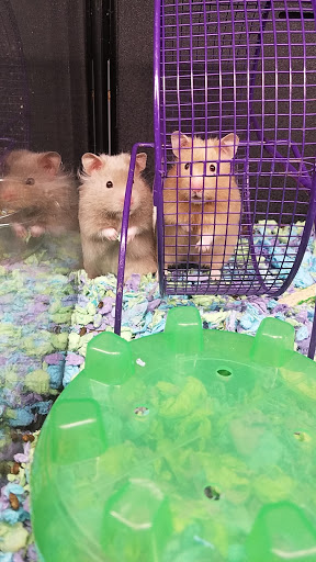 Pet Supply Store «PetSmart», reviews and photos, 132 NJ-31, Flemington, NJ 08822, USA