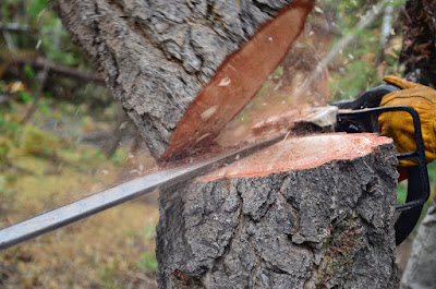 ARTISAN REINHARDT ÉLAGAGE: Élagueur - Taille arbres fruitiers - Travaux dessouchage et abattage Aisne 02 Reims Soissons à Laon