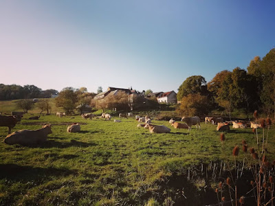 Ferme Bio - Les Reines de Prés à Méréaucourt