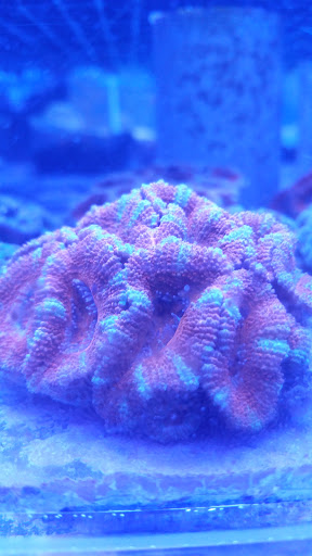 Tropical Fish Store «Pure Reef», reviews and photos, 12900 GA-9, Alpharetta, GA 30004, USA