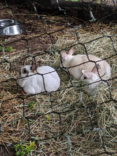 Animal Rescue Service «Ray of Light Farm Inc», reviews and photos, 232 Town St, East Haddam, CT 06423, USA